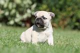 BOULEDOGUE FRANCAIS 464
